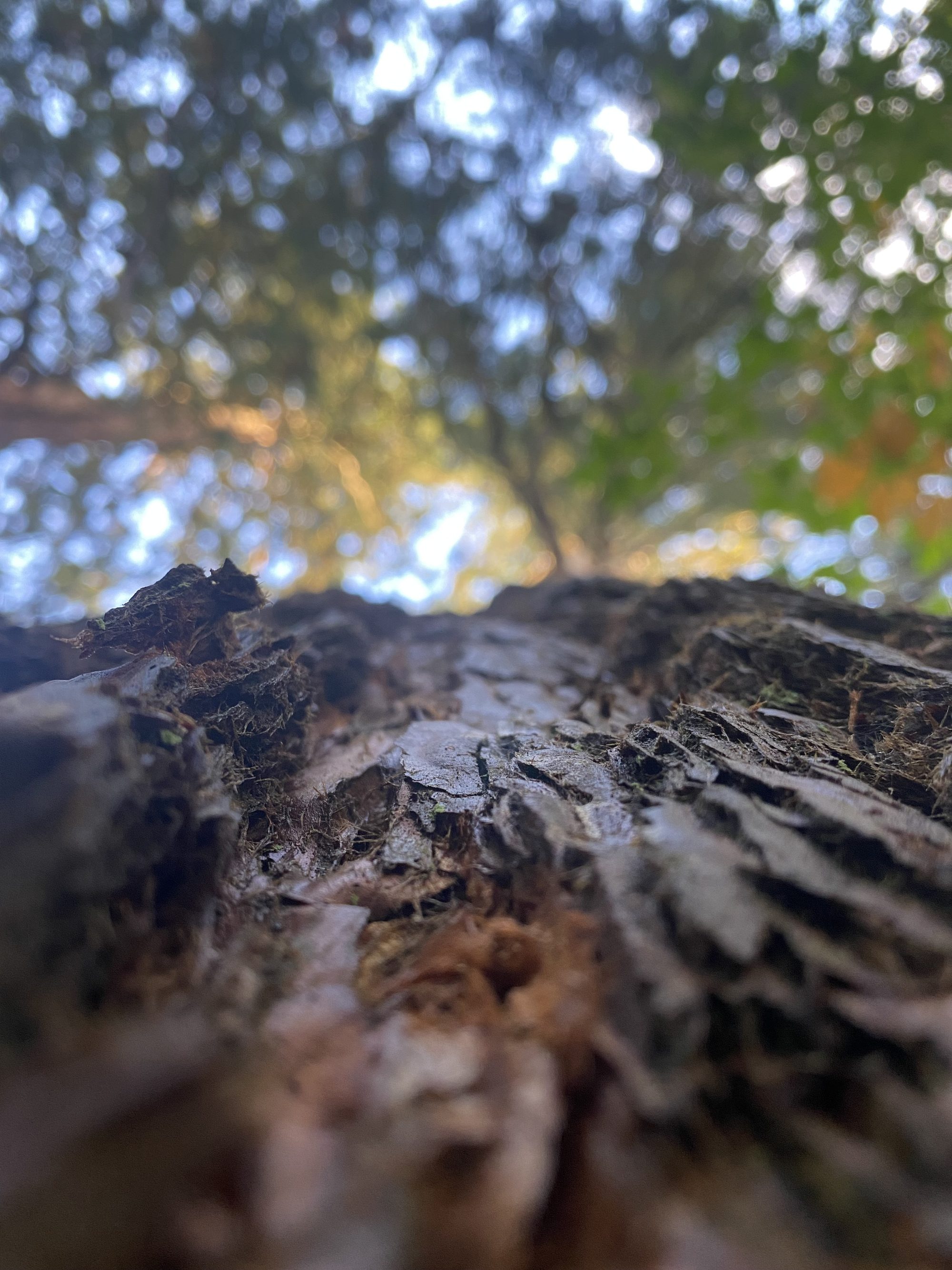 Beauty in Nature — looking up tree bark