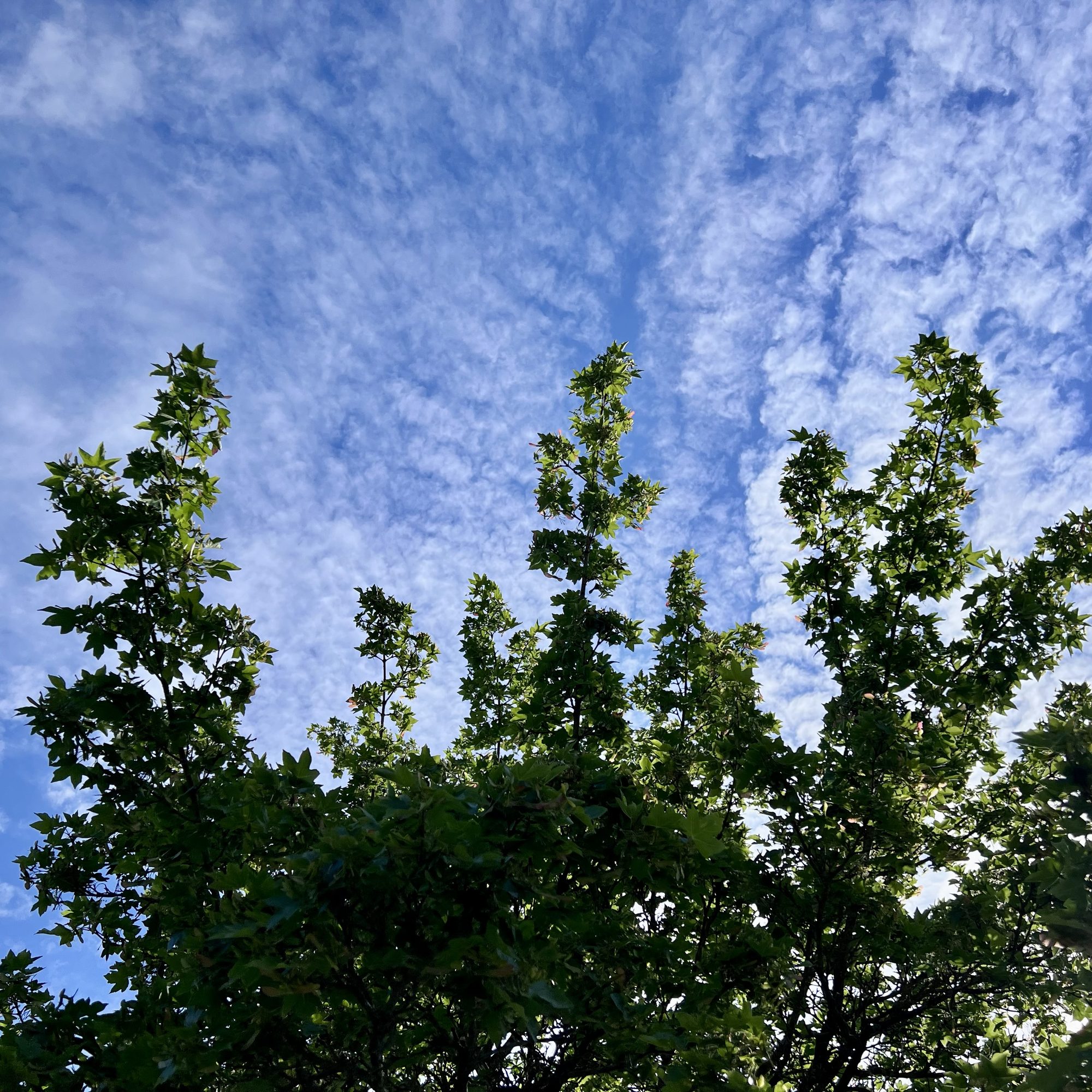 Beauty in Nature — treetops against cloudy sky