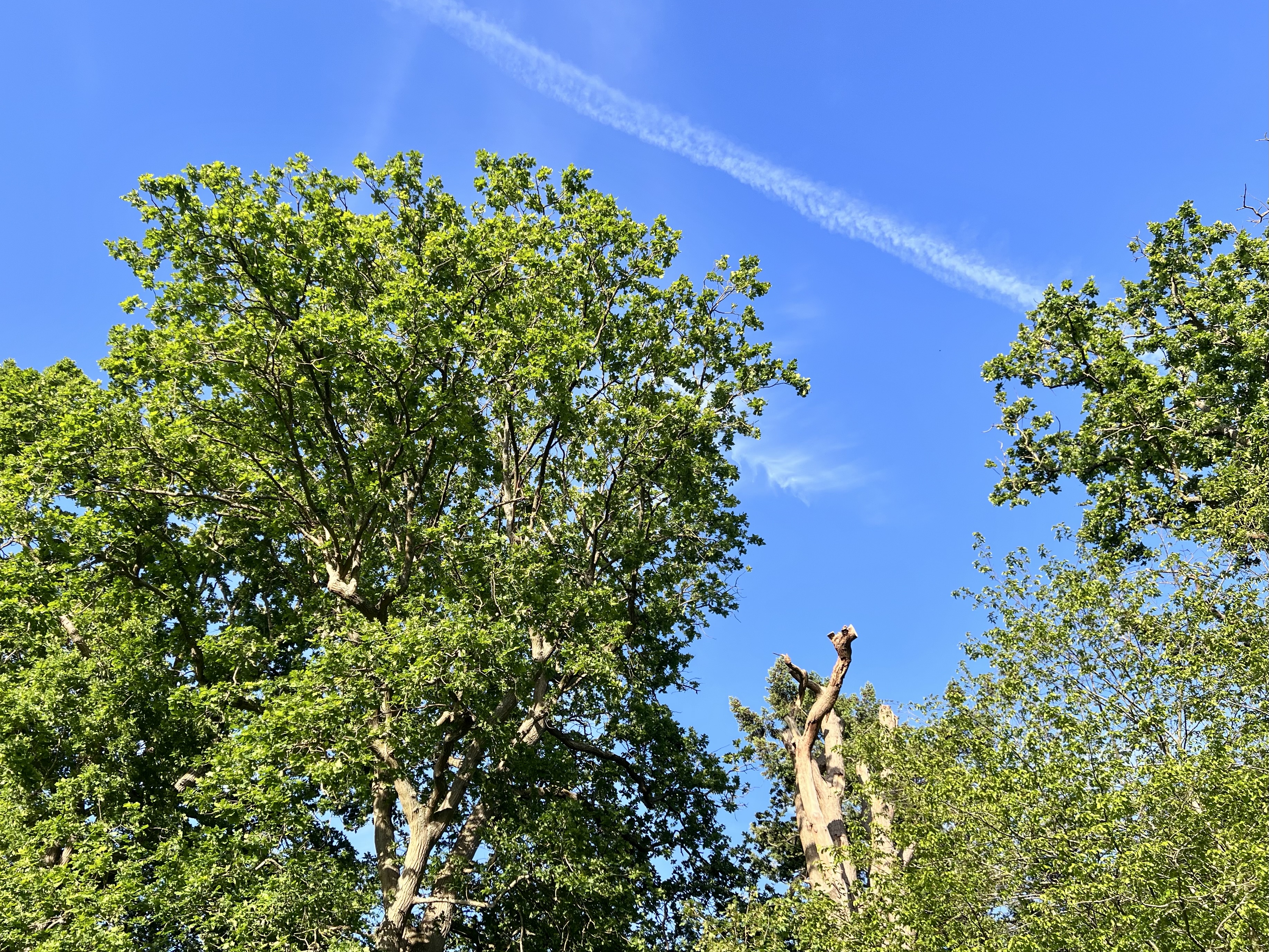 Beauty in Nature — tree jet trail