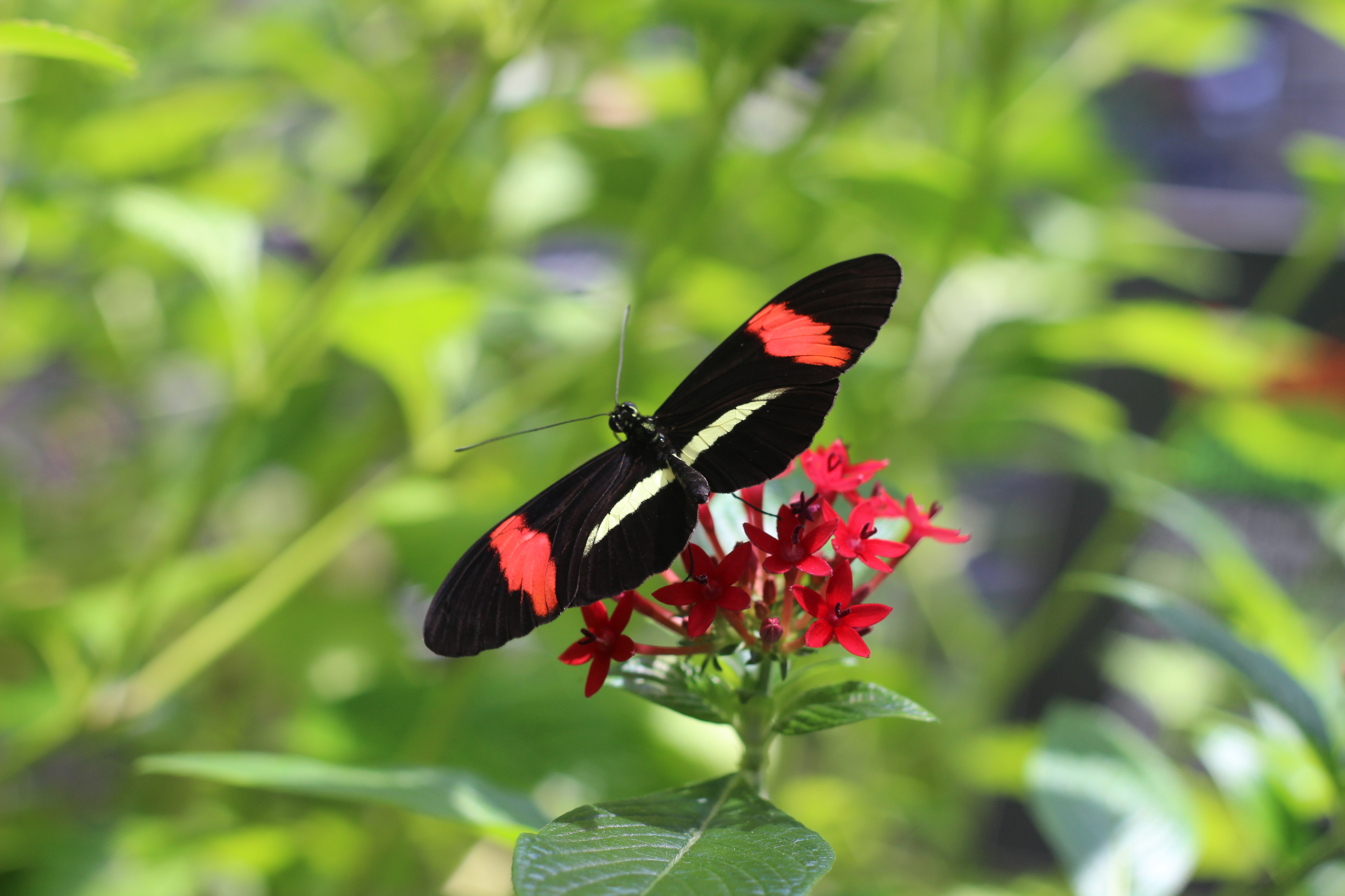 Beauty in Nature — butterfly leaf