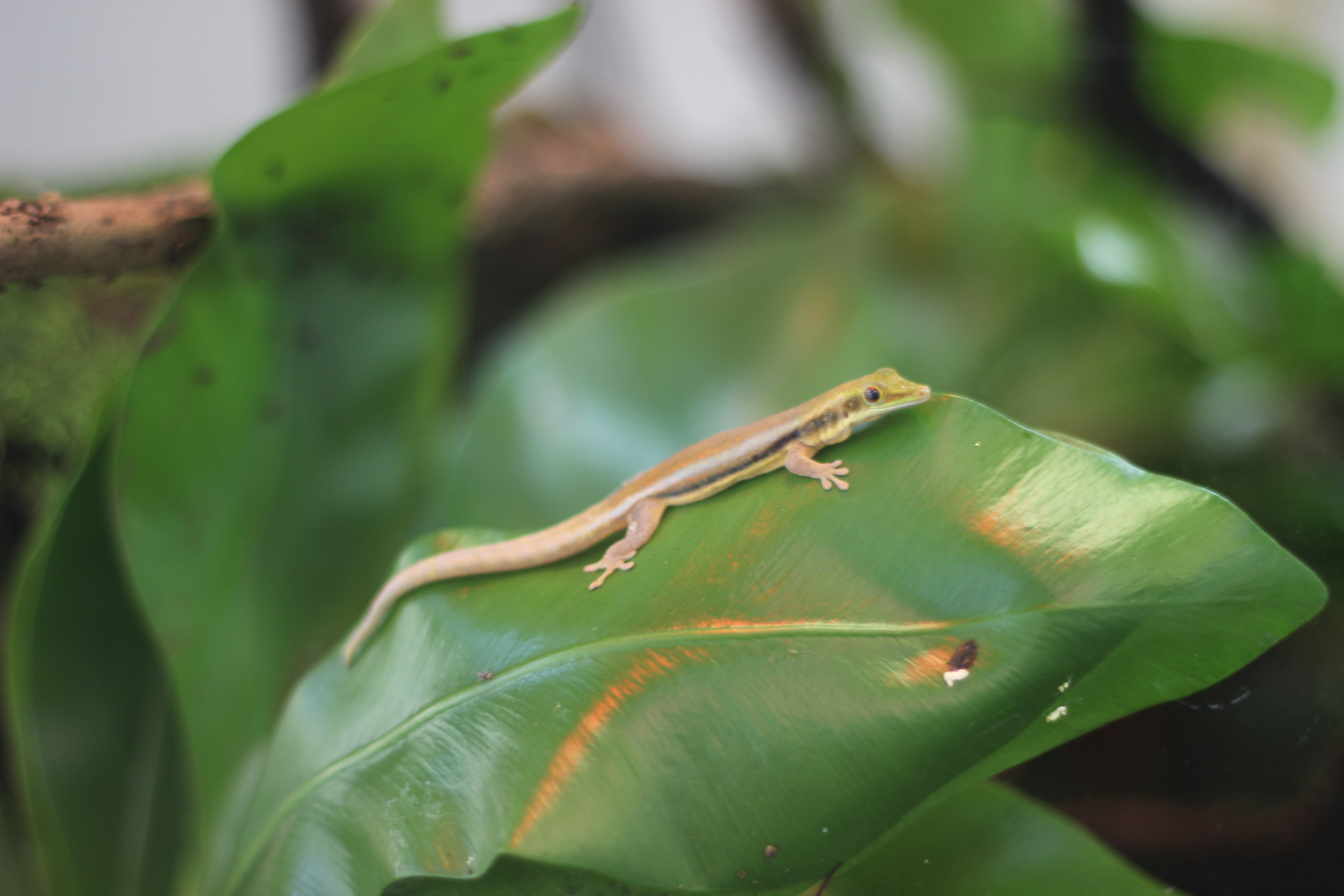 Beauty in Nature — lizard leaf