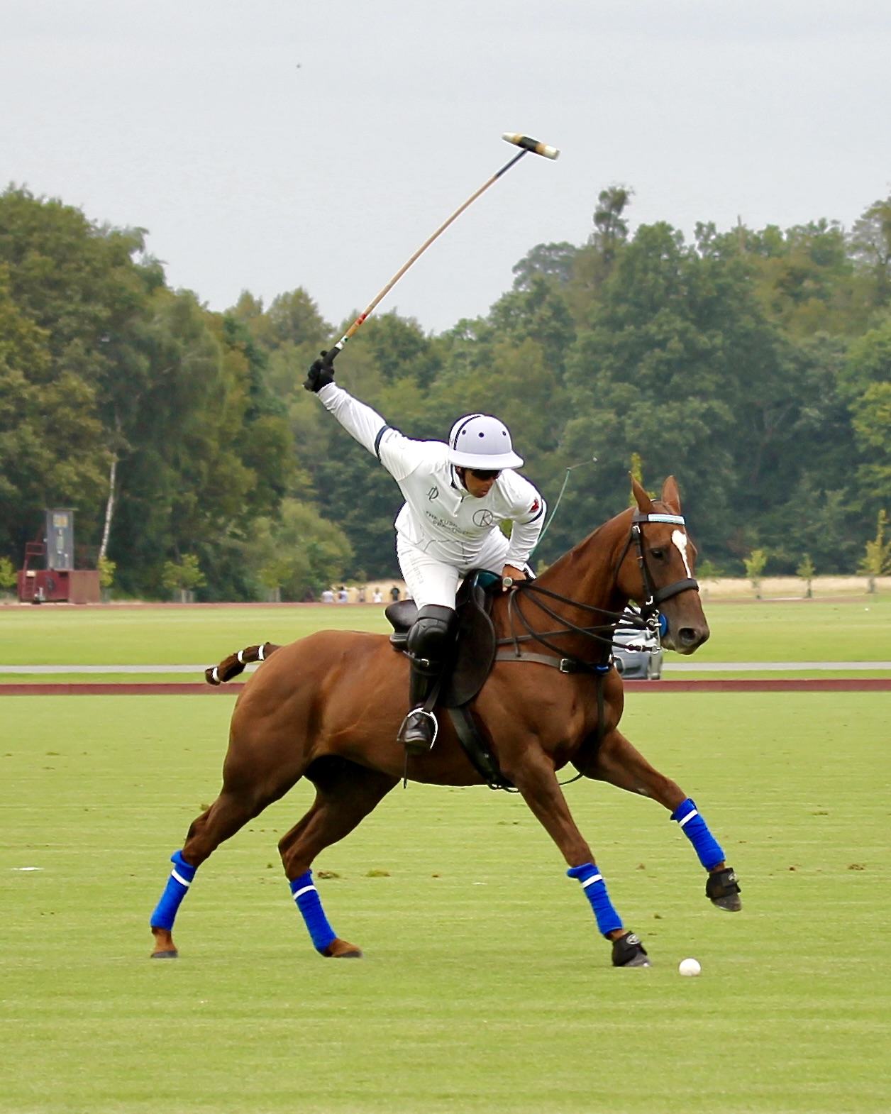 Beauty in Nature — polo horse